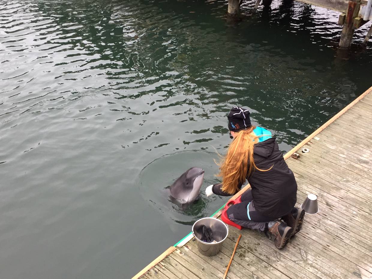 Frau füttert einen Delfin vom Steg