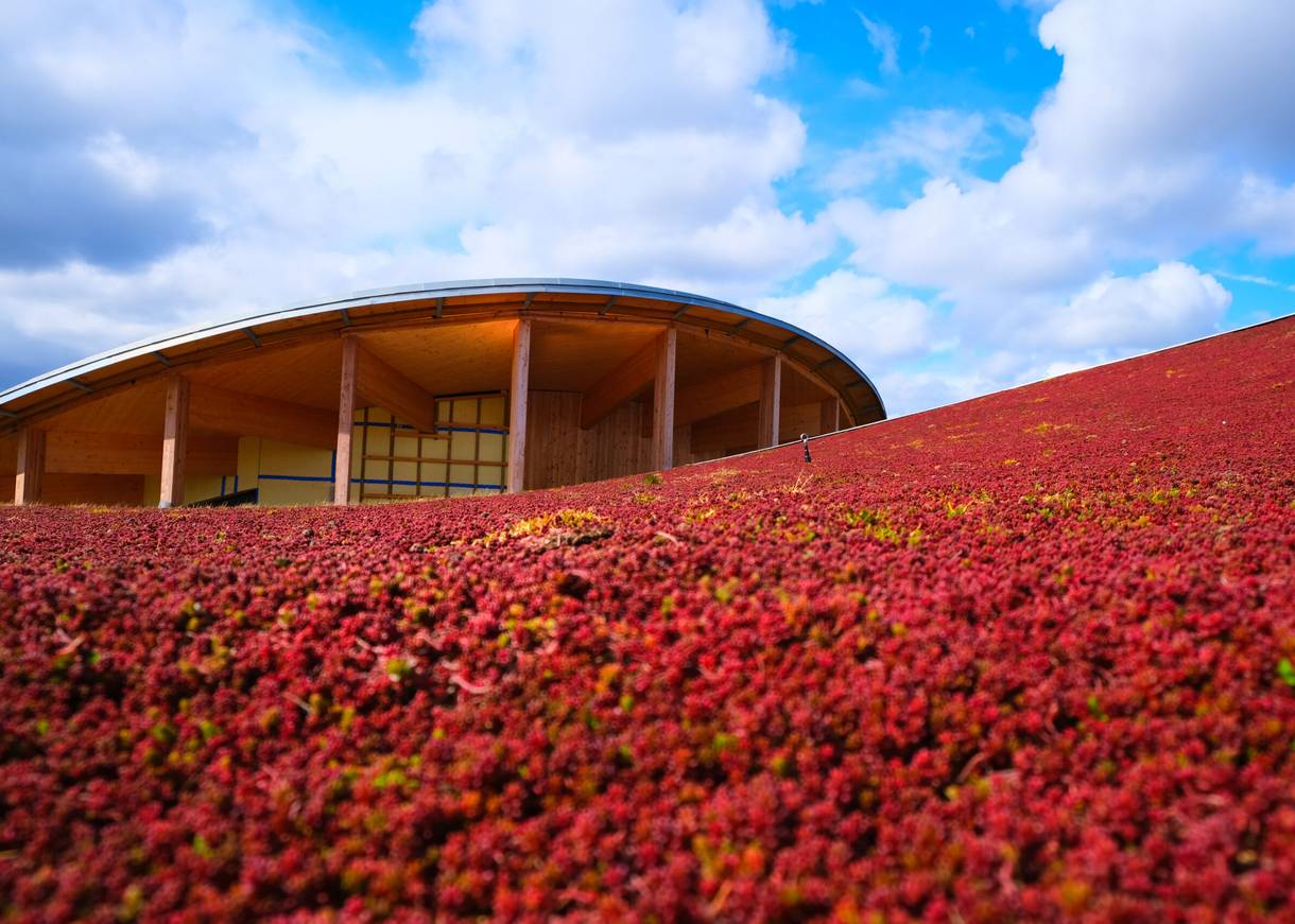 Blick über eine rote Blütenwiese zu einem runden Neubau