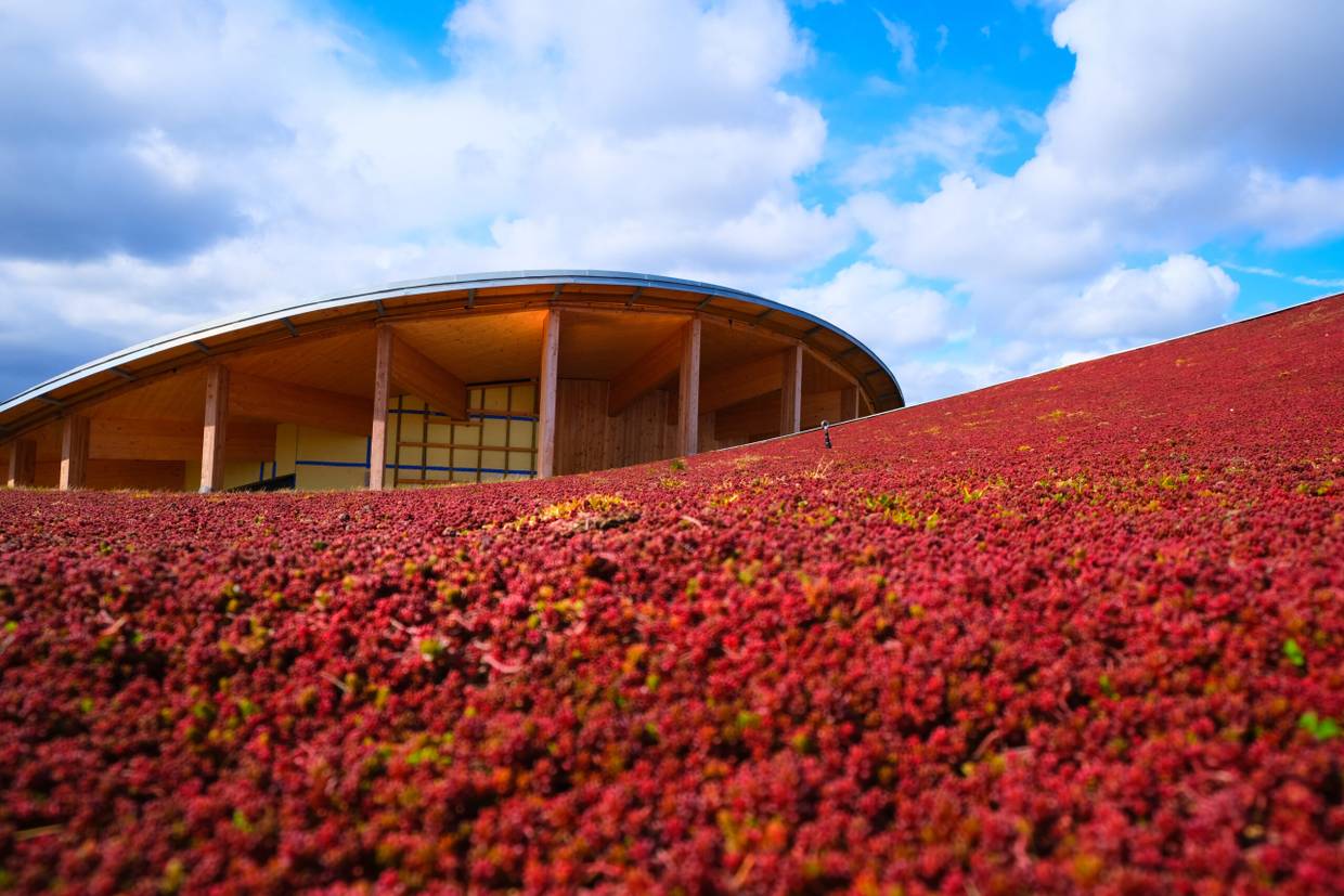 Blick über eine rote Blütenwiese zu einem runden Neubau