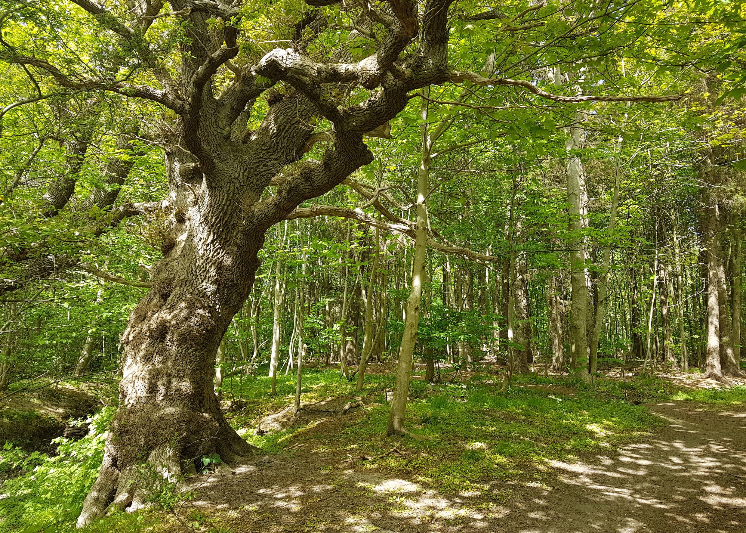 Blick in einen Laubwald bei Sonne