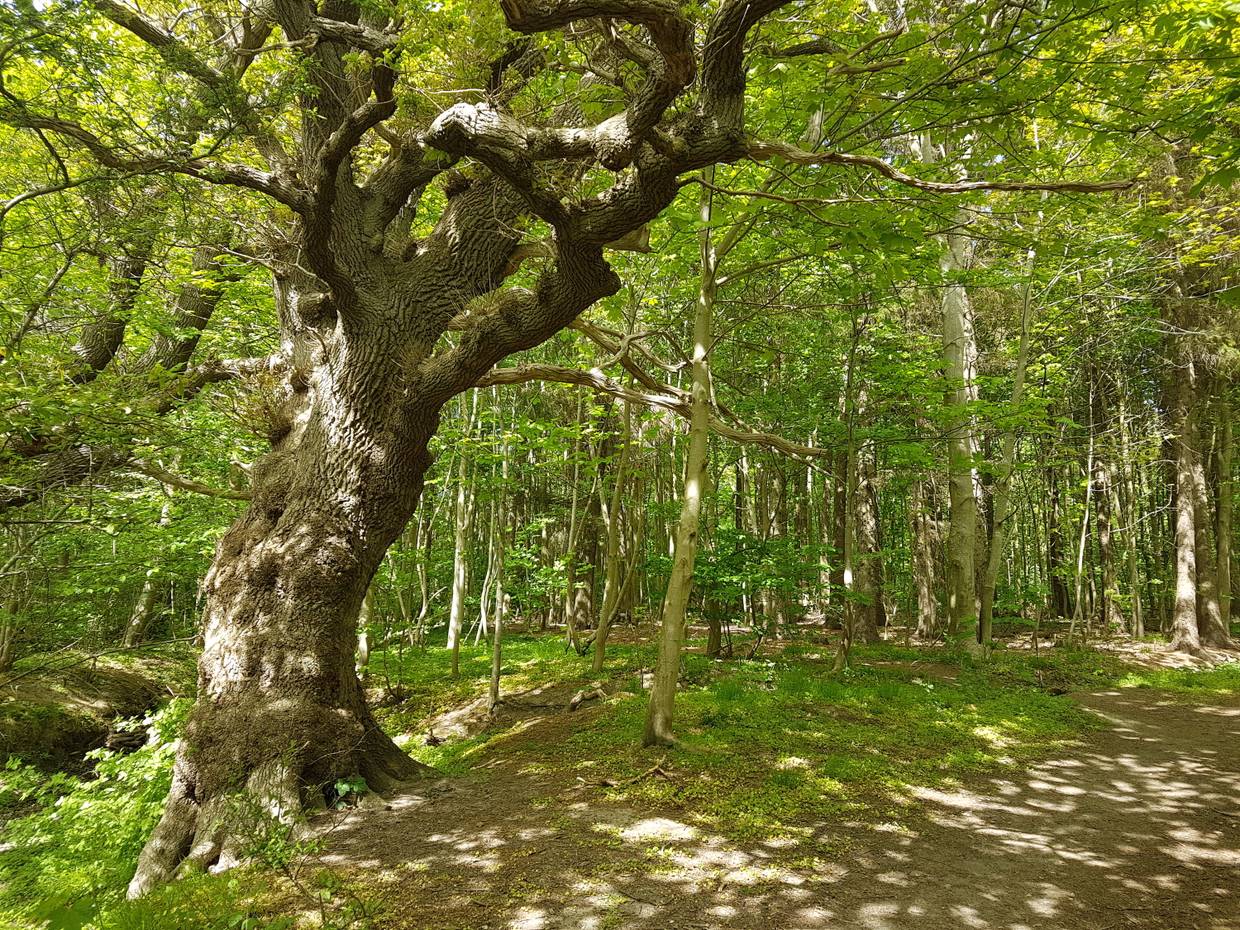 Blick in einen Laubwald bei Sonne