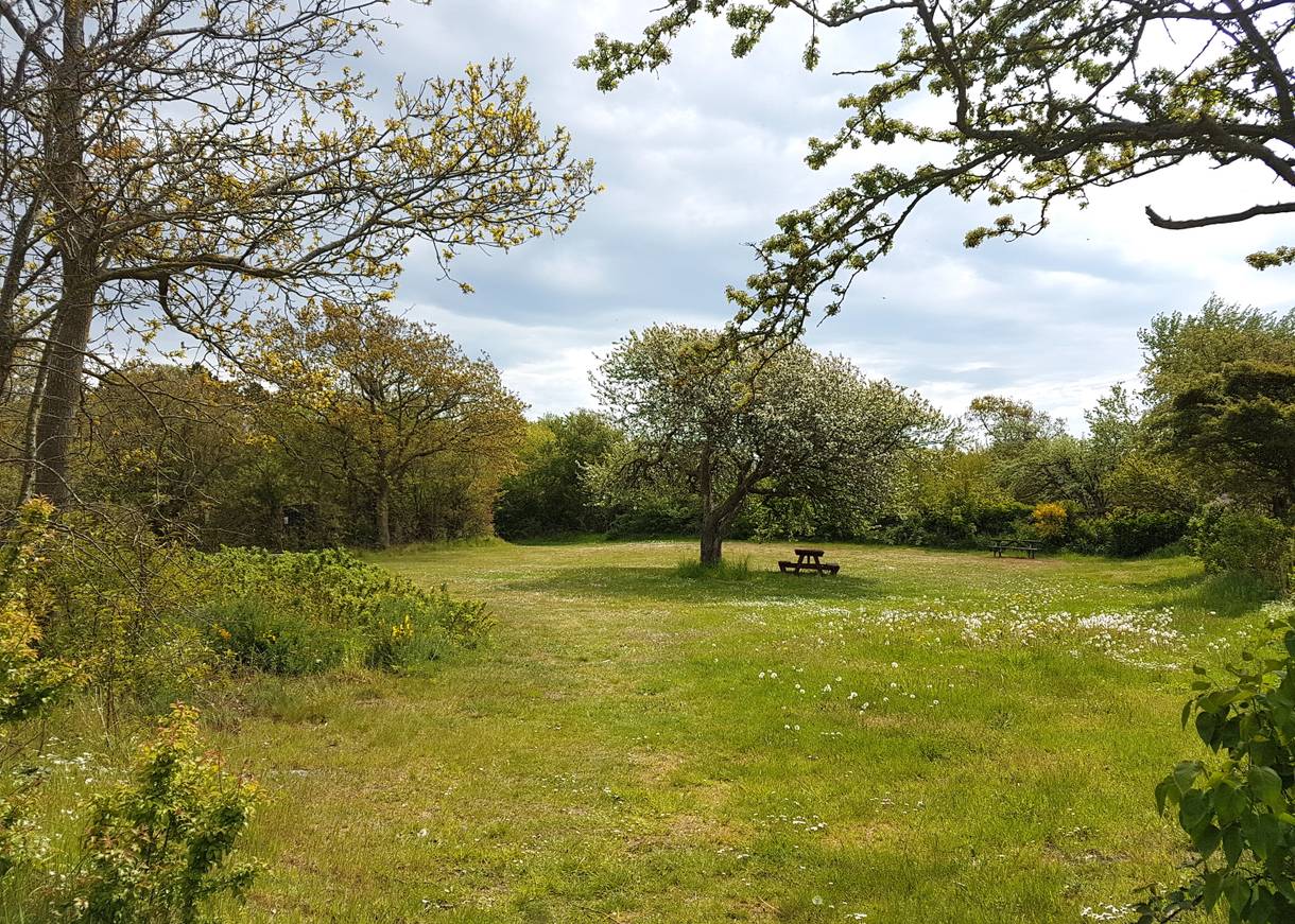 Lichtung mit eienr Picknickank unter einem blühenden Baum