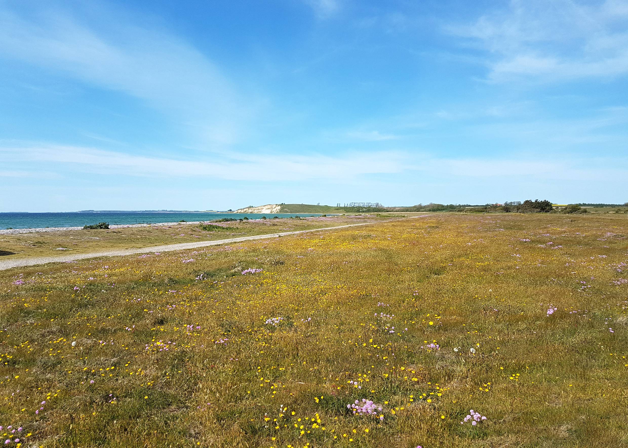 Wiese mit bunten Blumen, im Hintergrund die Ostsee und einen Steilküste