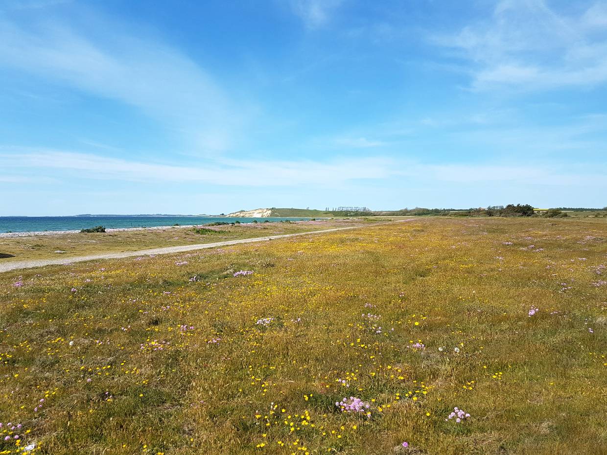 Wiese mit bunten Blumen, im Hintergrund die Ostsee und einen Steilküste