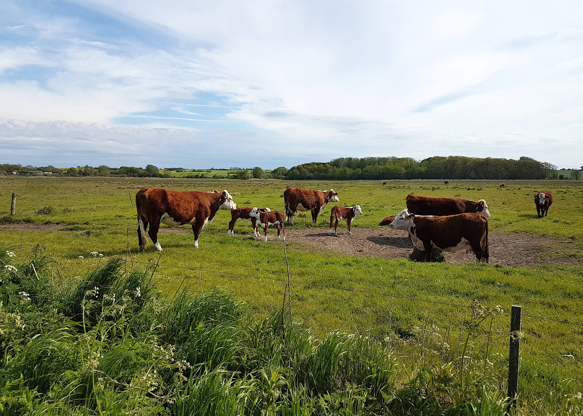 Braune Rinder mit Kälbern auf der Weide