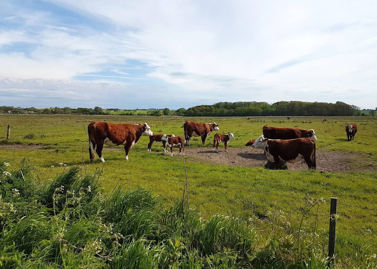 Braune Rinder mit Kälbern auf der Weide