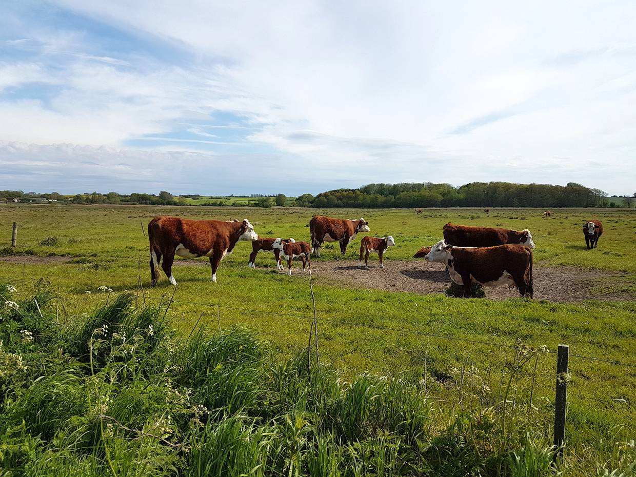 Braune Rinder mit Kälbern auf der Weide