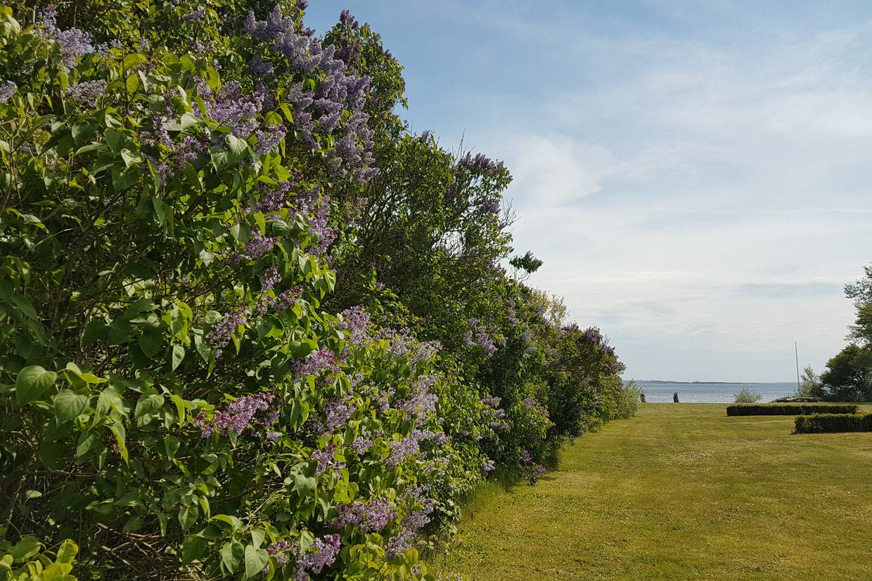 Foto von Løgismose Strand