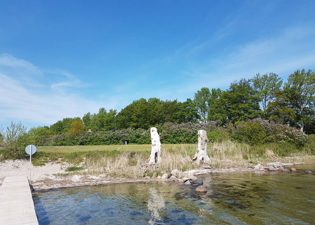 Blick vom Badesteg auf eine große Wiese mit bblühendem Flieder am Rand