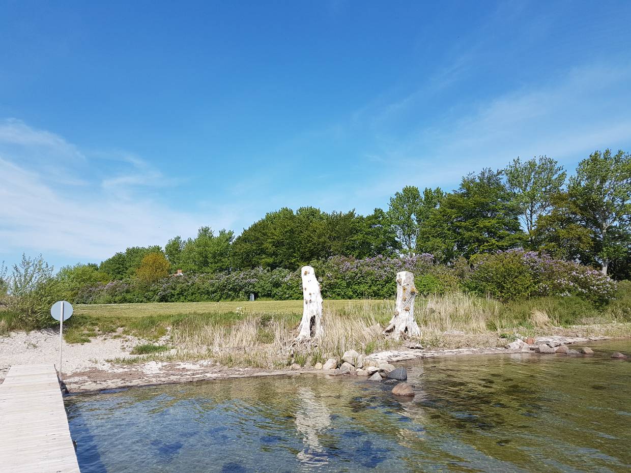 Blick vom Badesteg auf eine große Wiese mit bblühendem Flieder am Rand