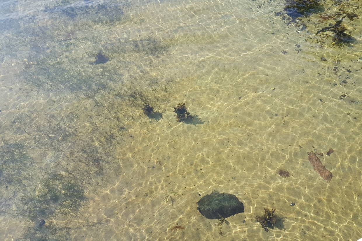 Foto von Løgismose Strand