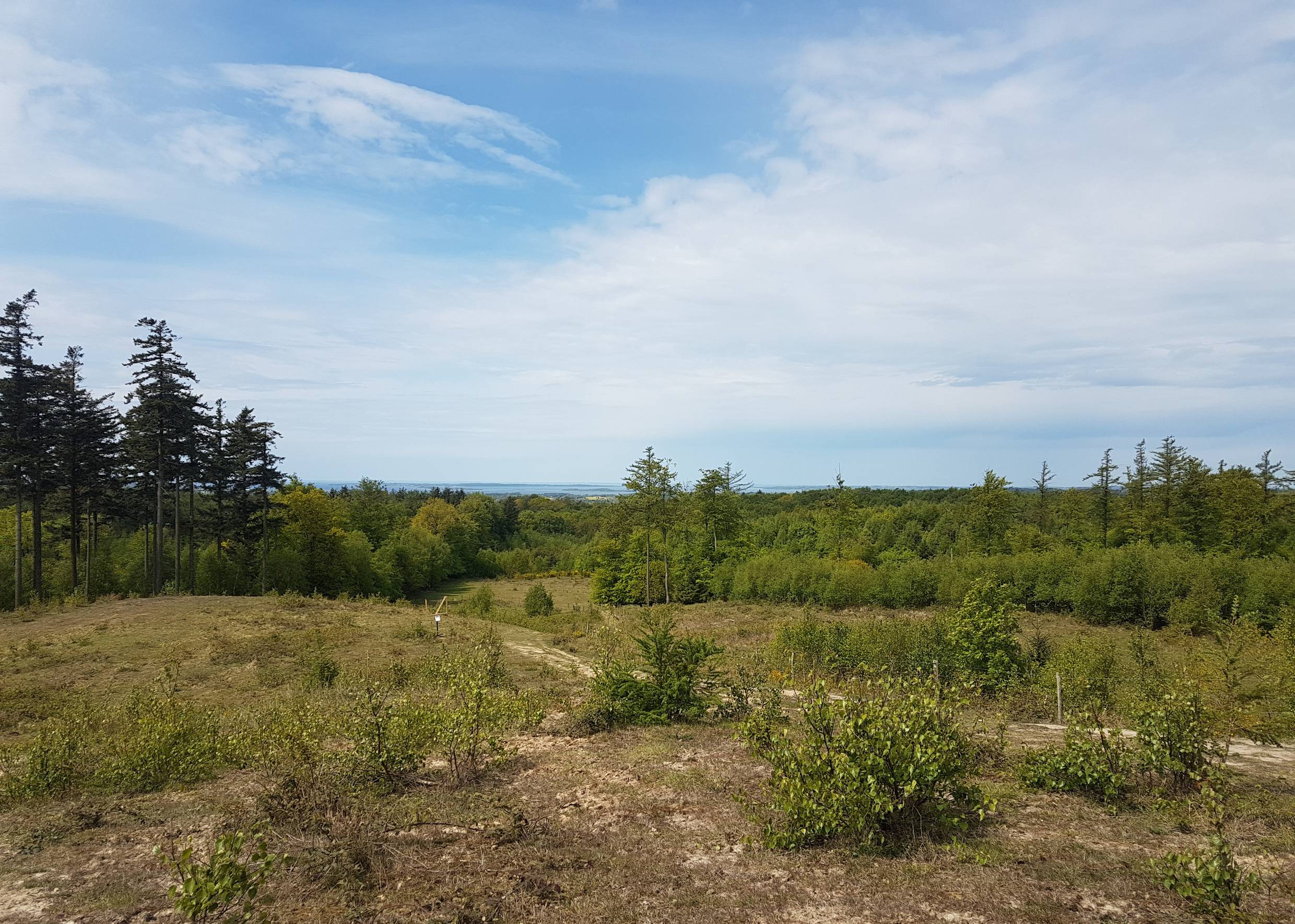 Aussicht von einem Hügel über den Wald zum Meer