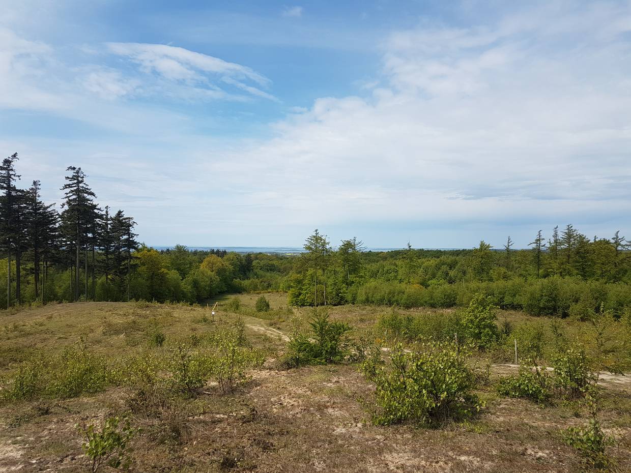 Aussicht von einem Hügel über den Wald zum Meer