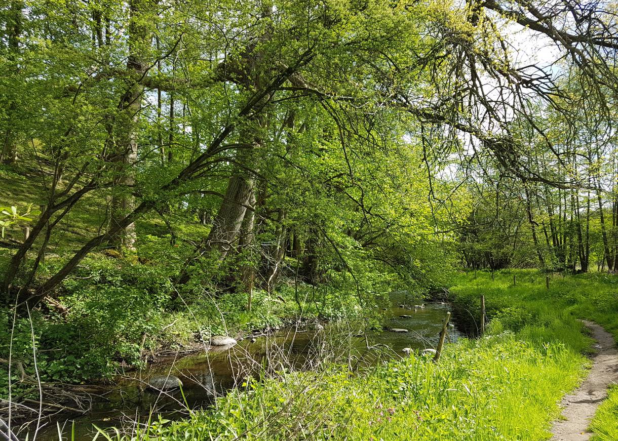 Schmaler Pfad neben einem Bachlauf am Waldrand