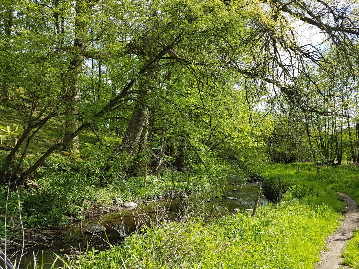 Schmaler Pfad neben einem Bachlauf am Waldrand