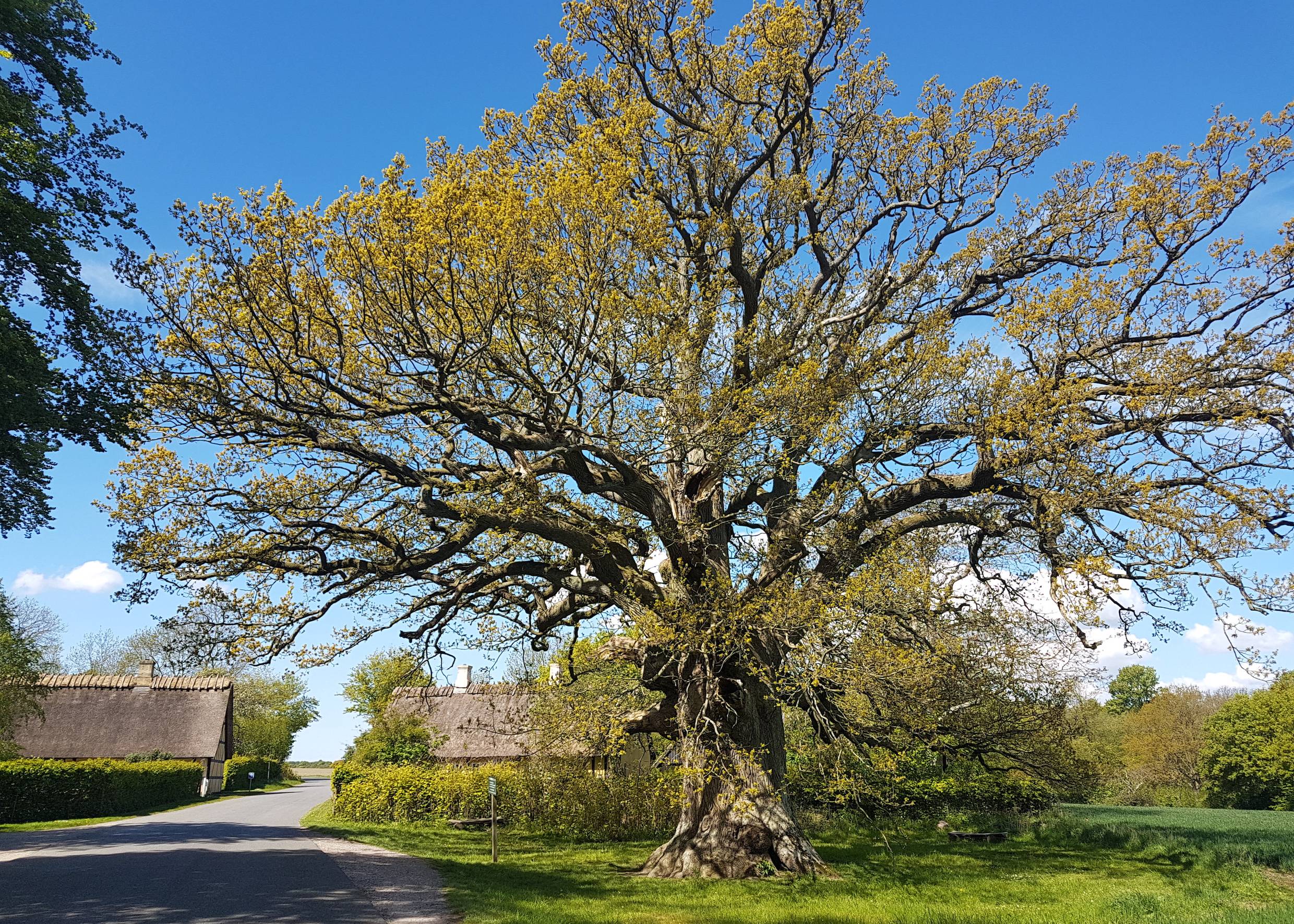 Große alte Eiche, dahinter Reetdachhäuser