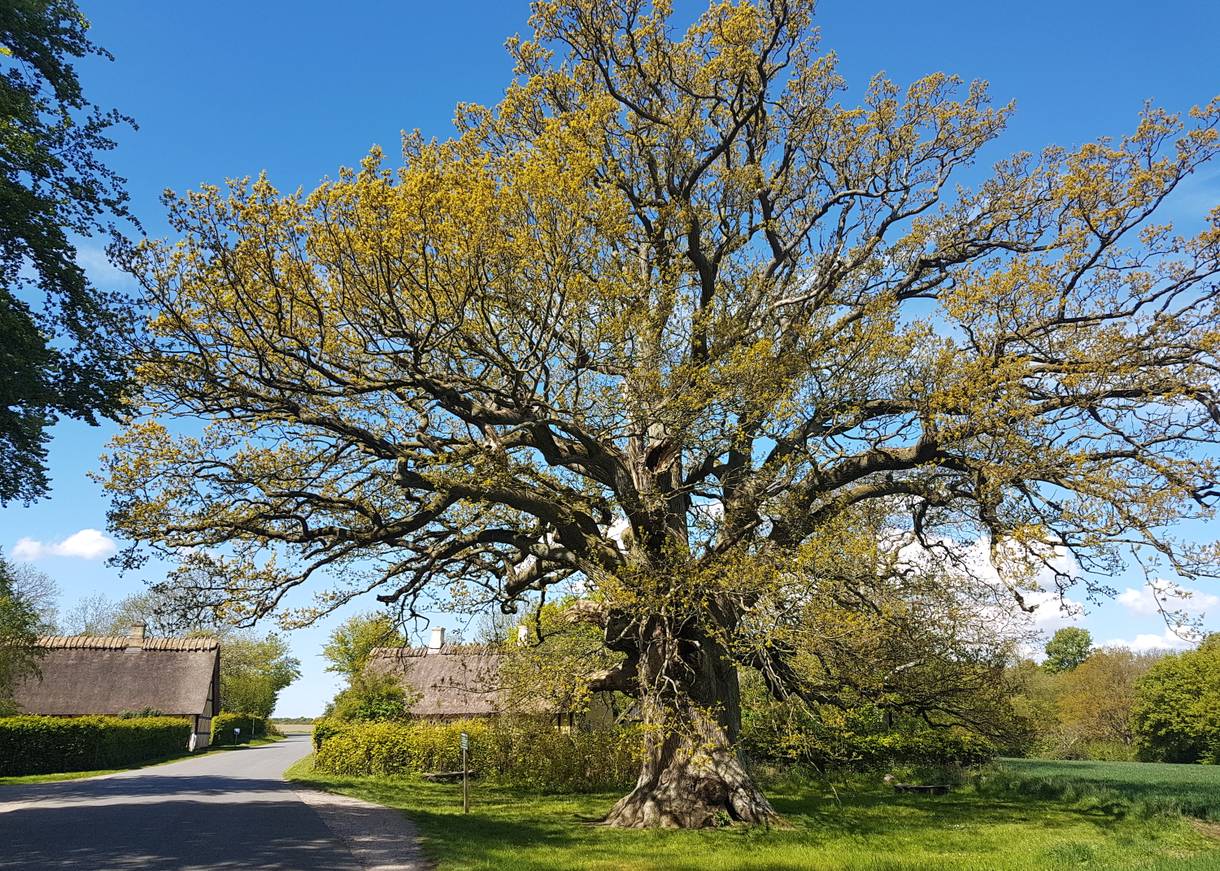 Große alte Eiche, dahinter Reetdachhäuser