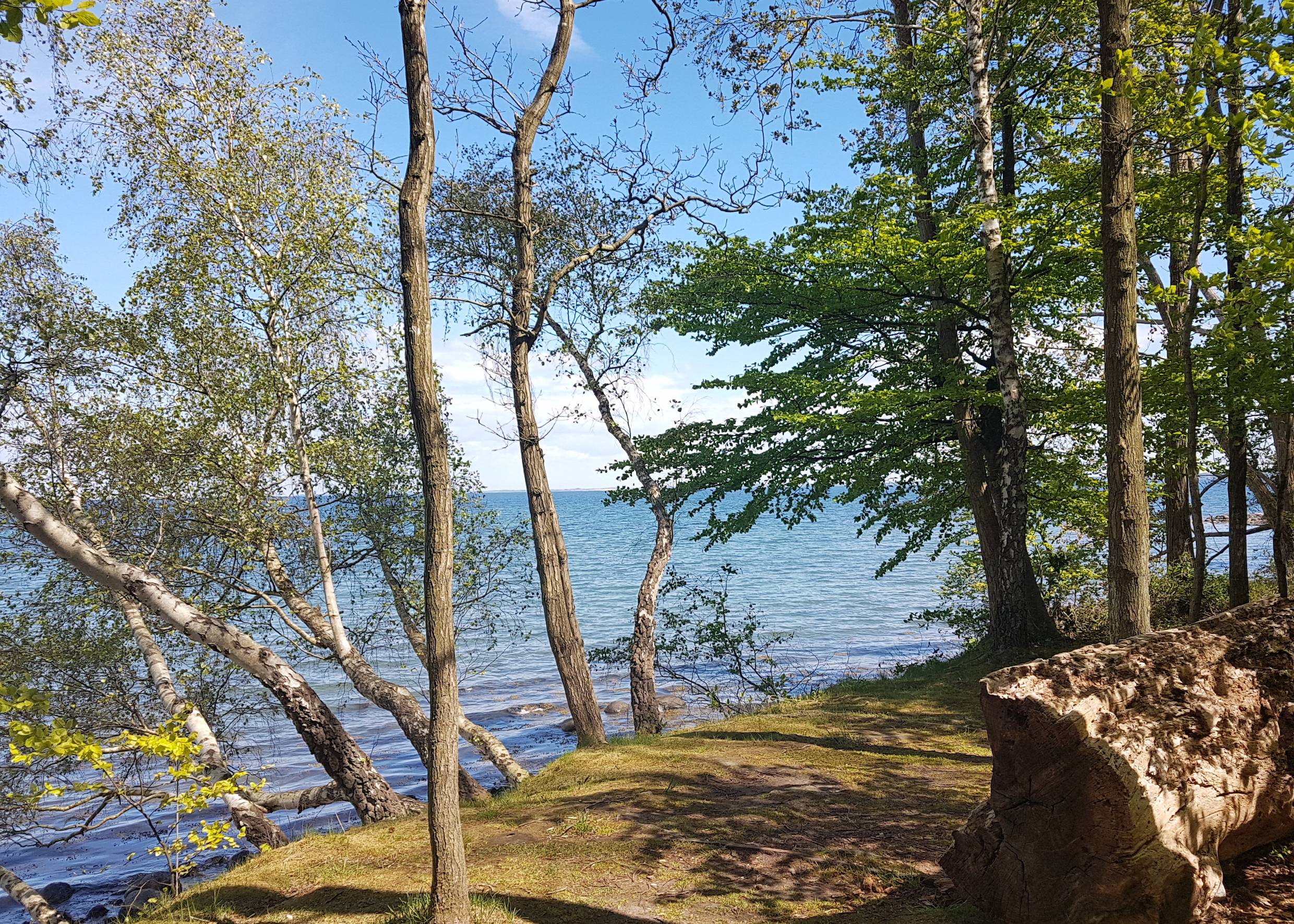 Bäume an einem steinigen Ufer