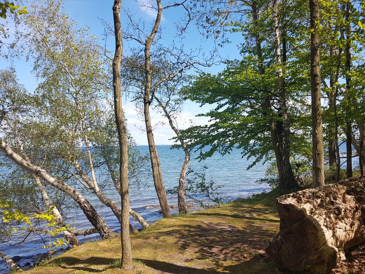 Bäume an einem steinigen Ufer