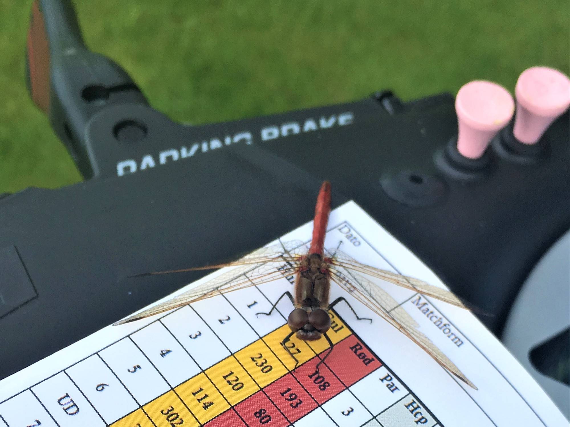 Libelle auf einen Golf Notebook