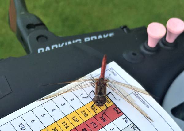 Libelle auf einen Golf Notebook