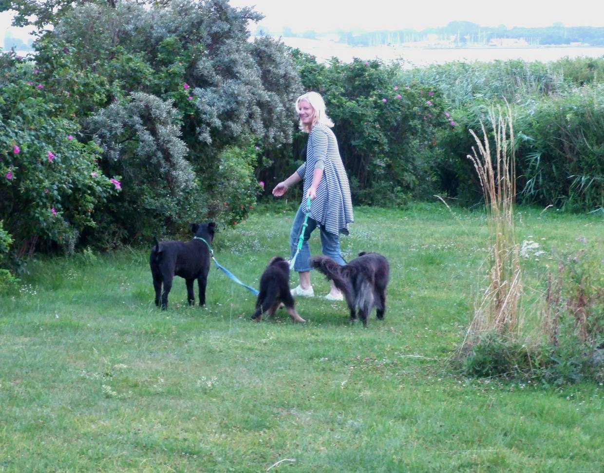 Frau im Garten mit drei schwarzen Hunden an der Leine