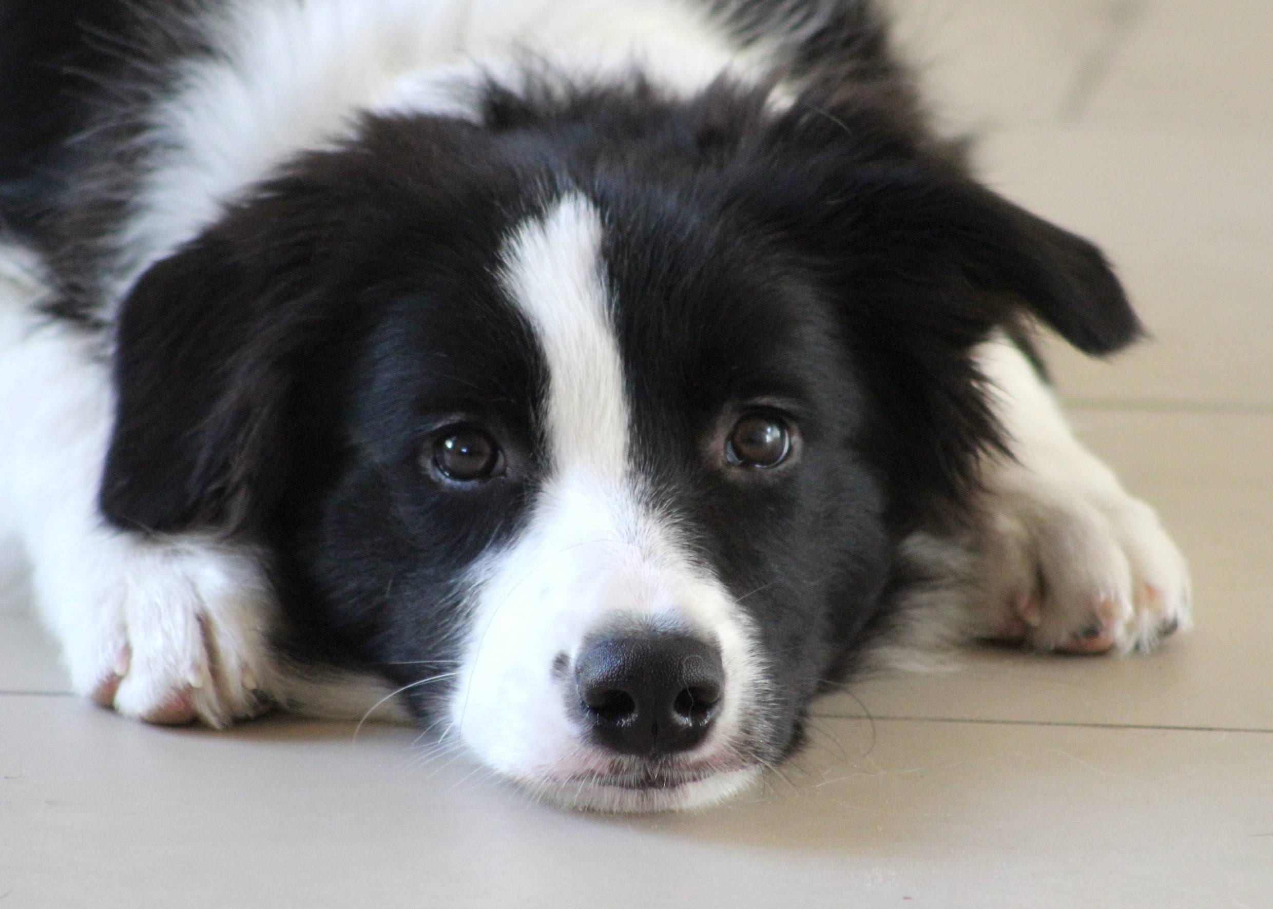 Liegender Hund mit treuherzigem Blick
