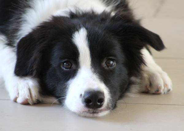 Liegender Hund mit treuherzigem Blick