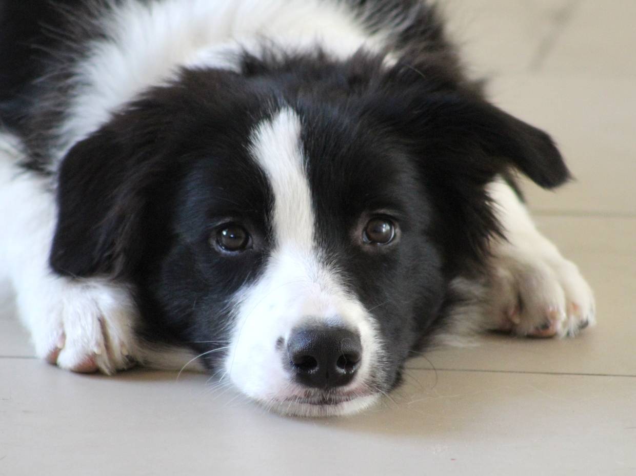 Liegender Hund mit treuherzigem Blick