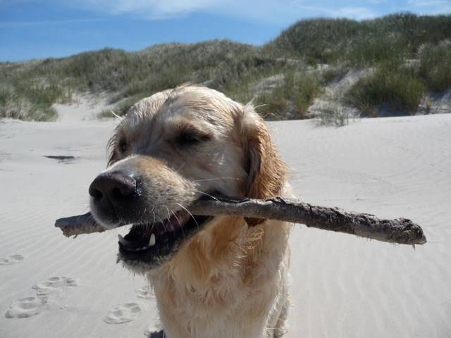 Hund am Strand mit Stock im Maul