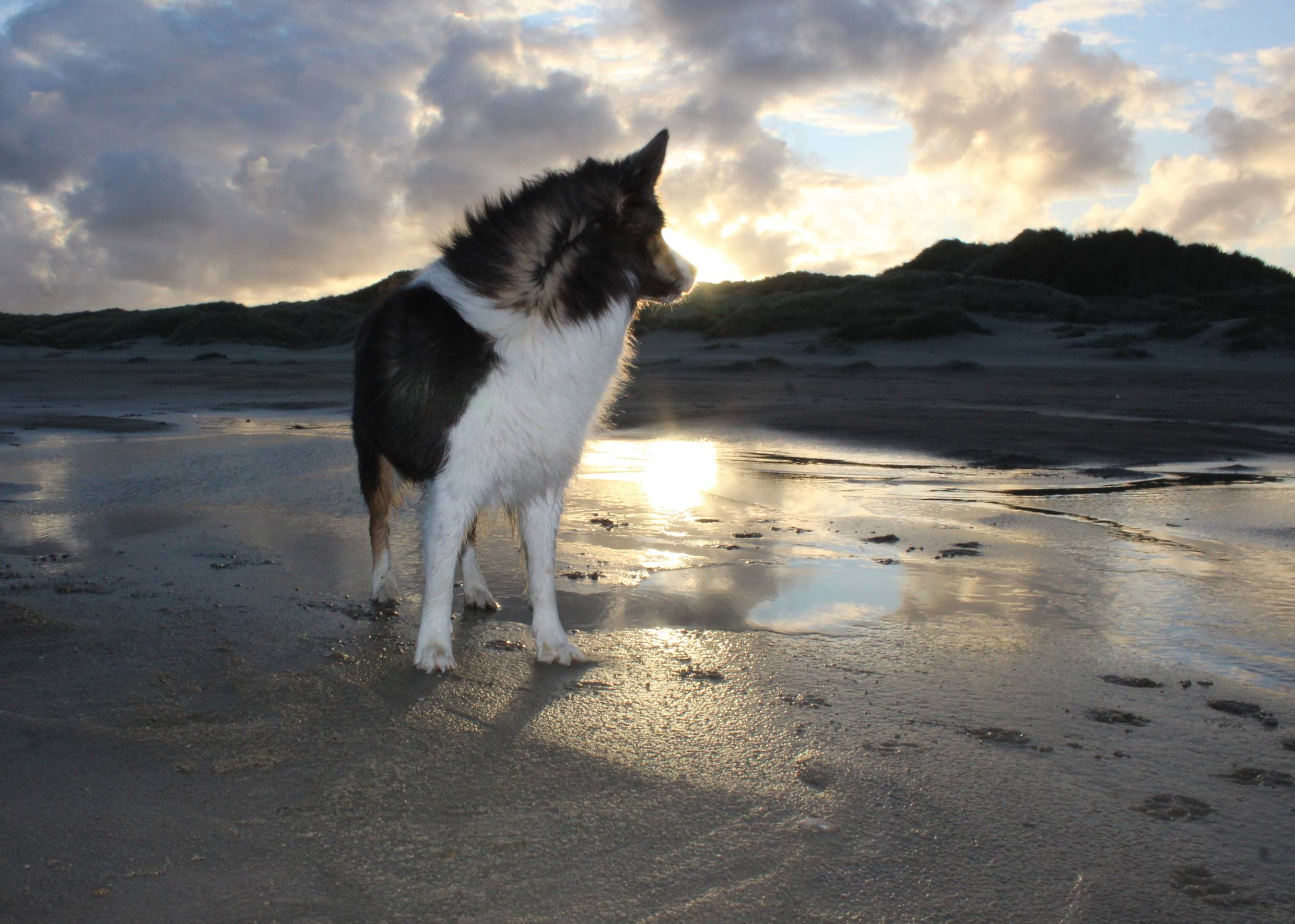 Hund am Strand mit aufgehender Sonne hinter den Dünen