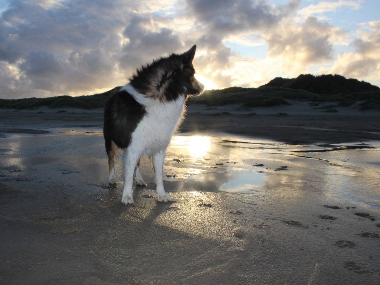 Hund am Strand mit aufgehender Sonne hinter den Dünen