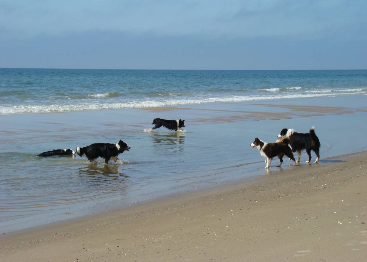 Fünf schwarz-weiße Hunde spielen im Meer