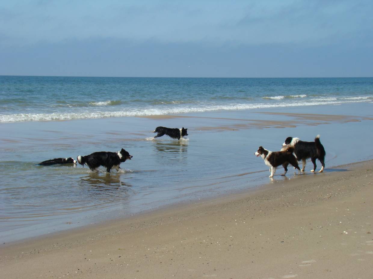 Fünf schwarz-weiße Hunde spielen im Meer