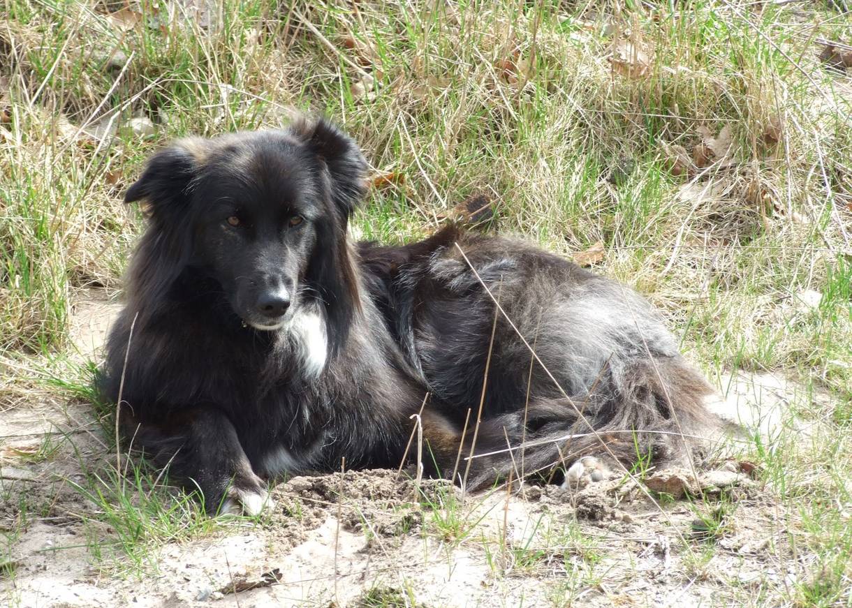 Hund im Gras