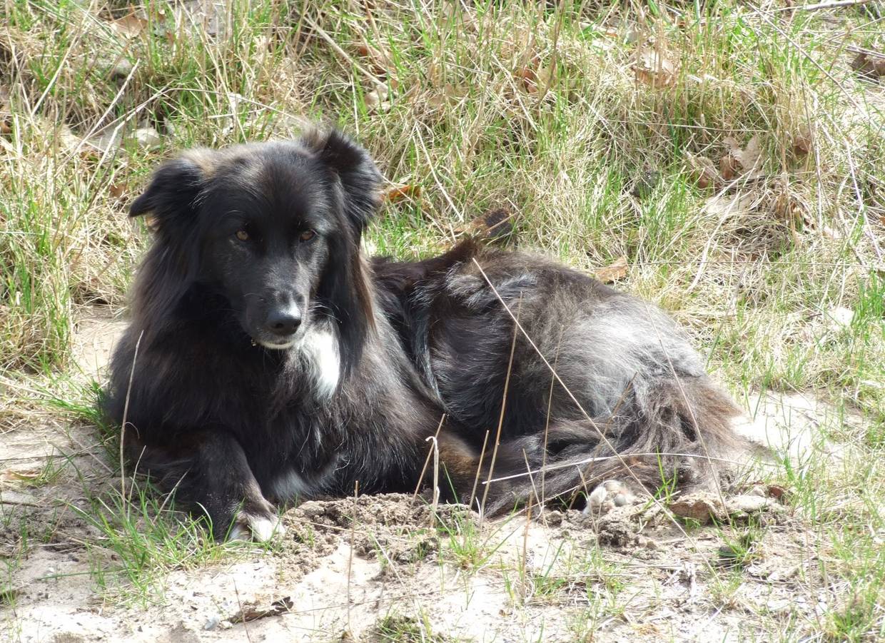 Hund im Gras
