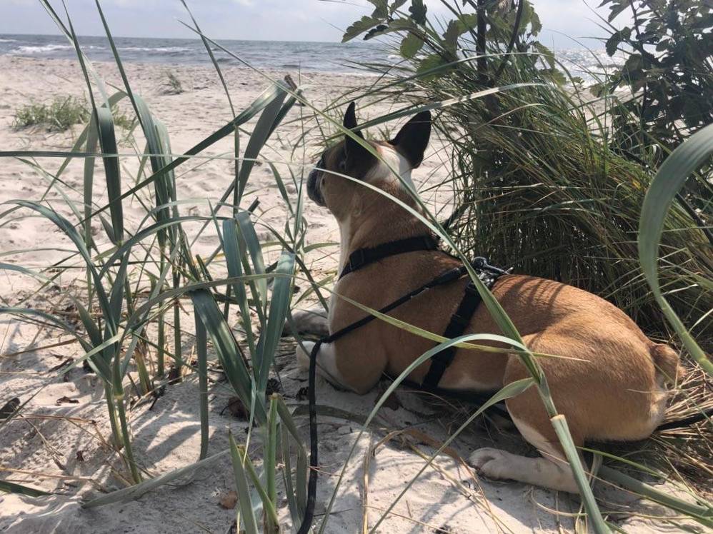 Liegender Hund mit treuherzigem Blick