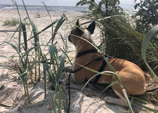 Liegender Hund mit treuherzigem Blick
