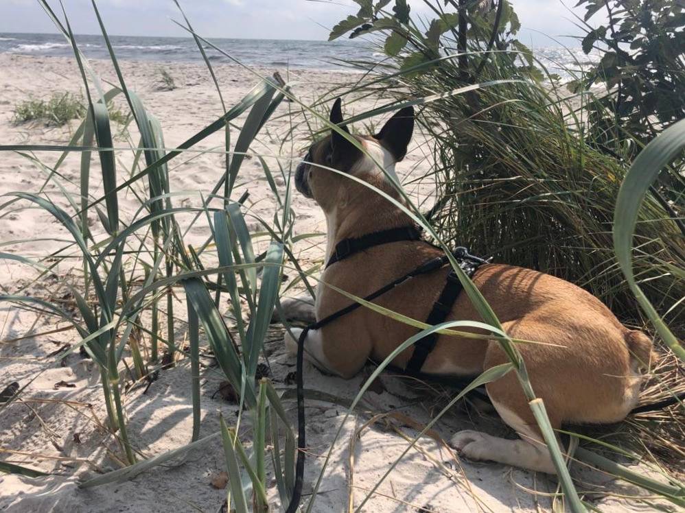 Liegender Hund mit treuherzigem Blick