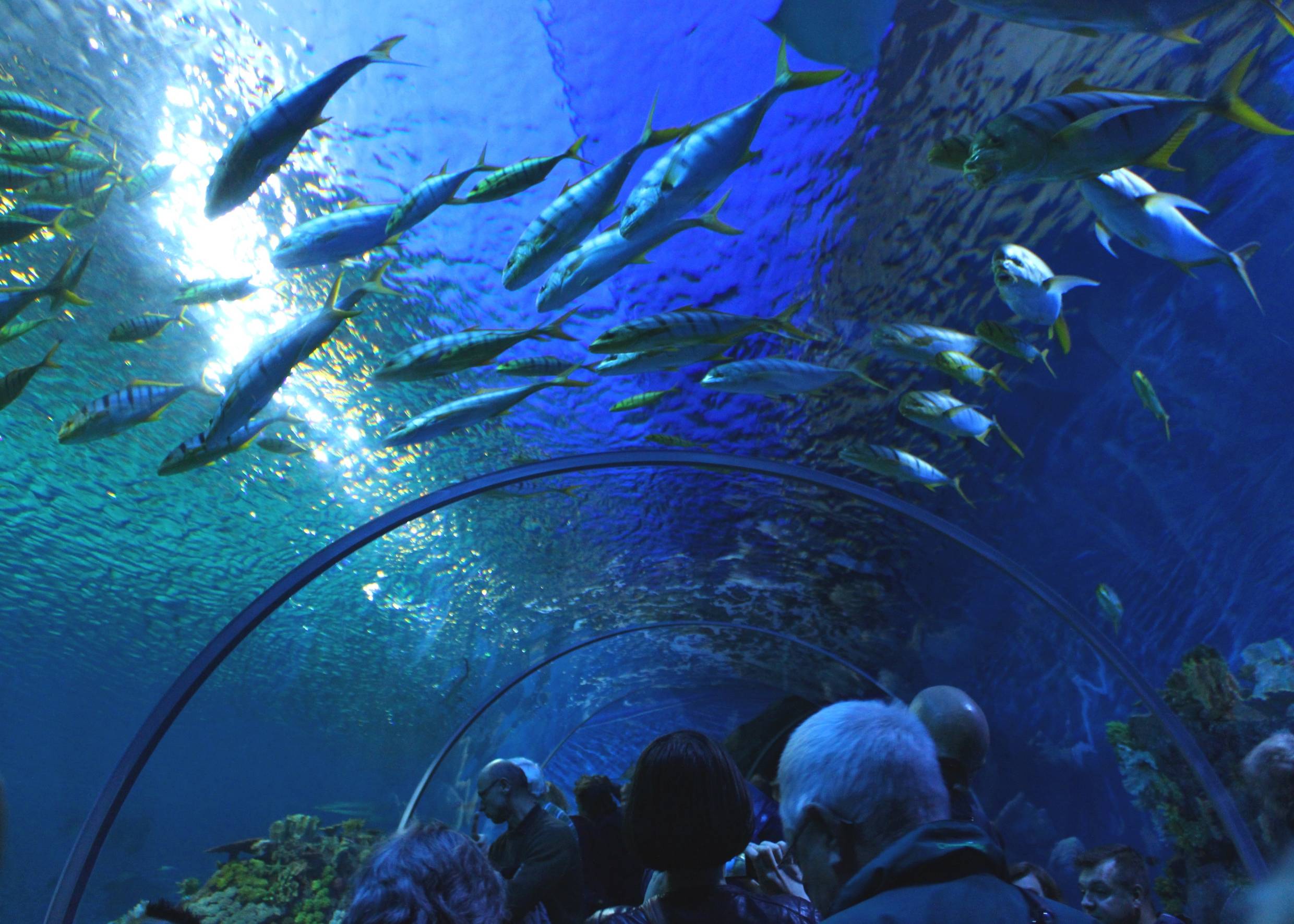 Unterwassertunnel im Aquarium Den Blå Planet