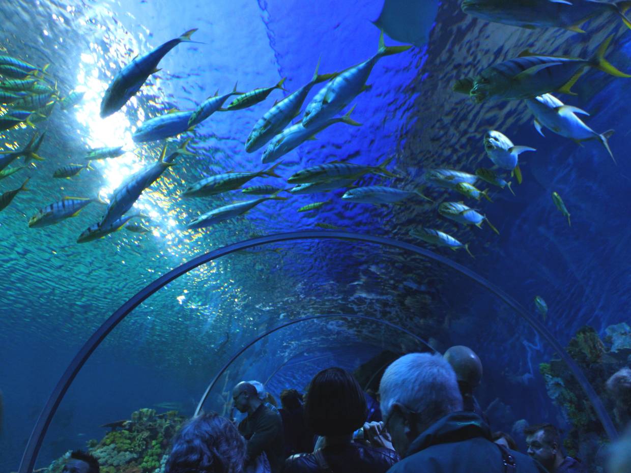 Unterwassertunnel im Aquarium Den Blå Planet