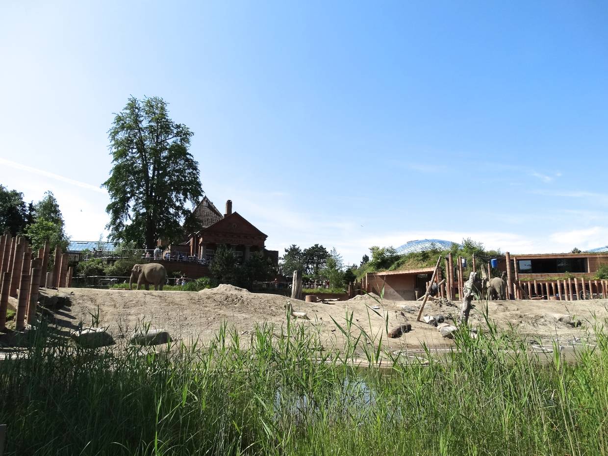 Aussicht auf das Elefantengehege im Zoo