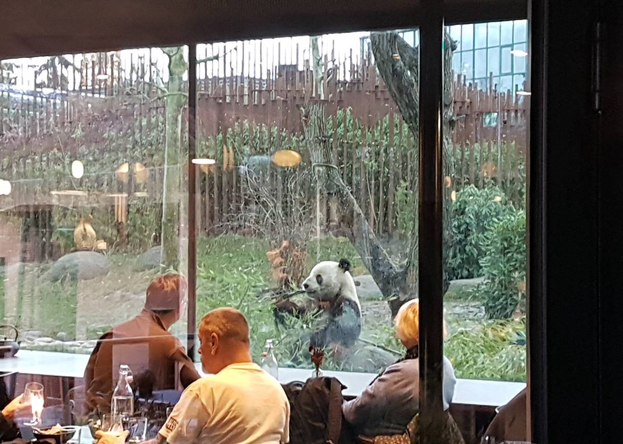 Glasfront in einem Lokal, dahinter ein Panda in seinem Gehege