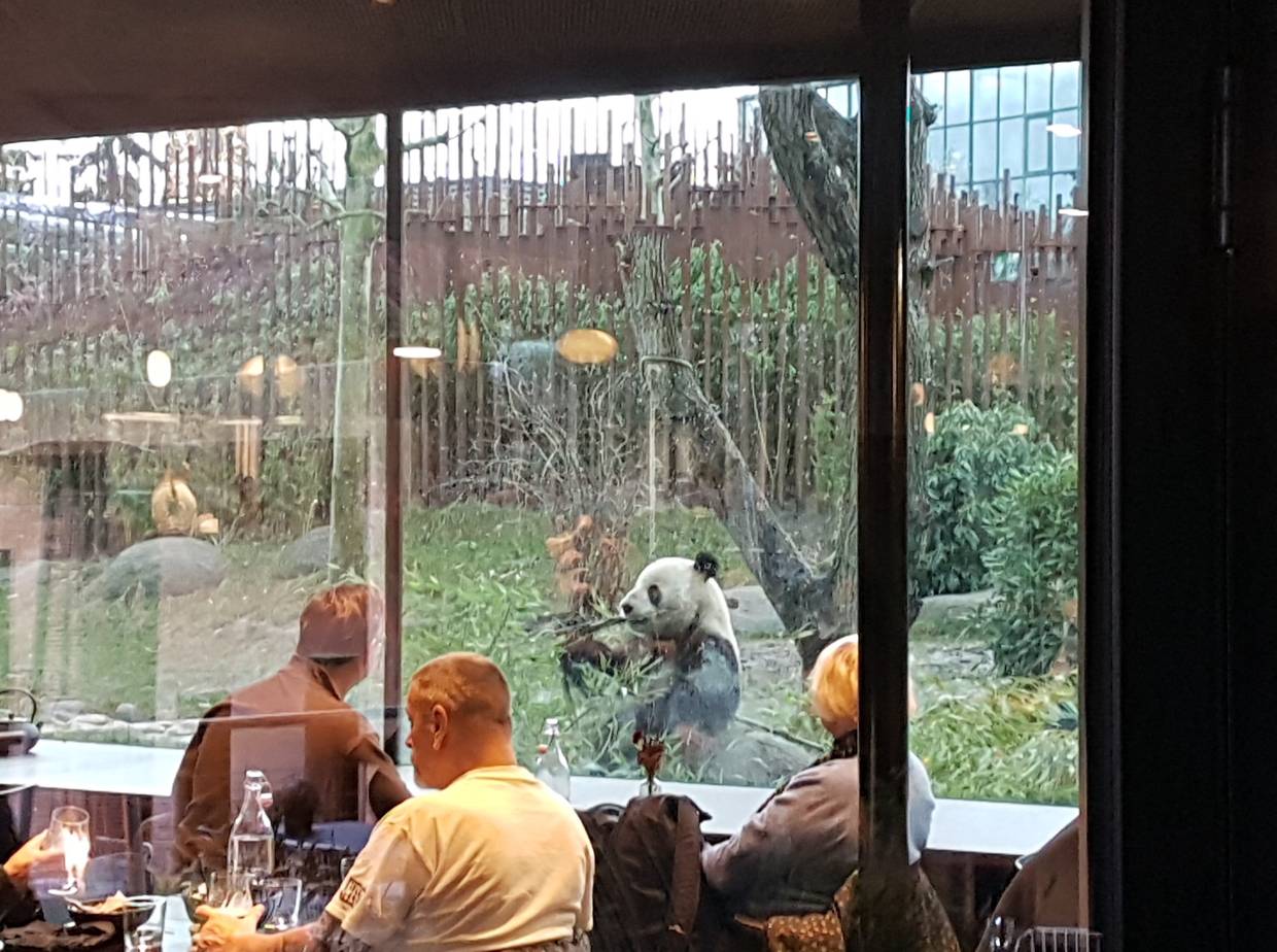 Glasfront in einem Lokal, dahinter ein Panda in seinem Gehege