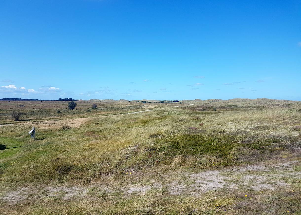 Aussicht von einem Parkplatz in den Dünen auf eine Ebene mit Strandgras und Heide