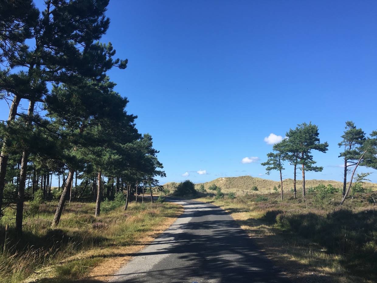 Schmaler gepflasterter Weg zwischen Nadelbäumen in Richtung Dünen