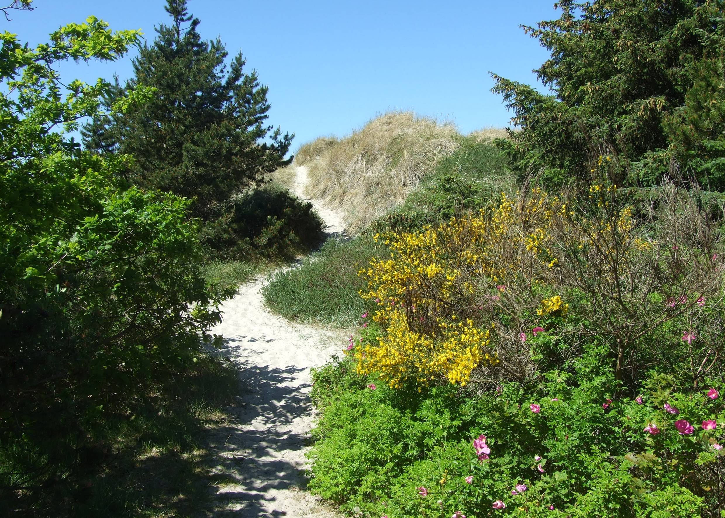Strandzugang durch die Dünen