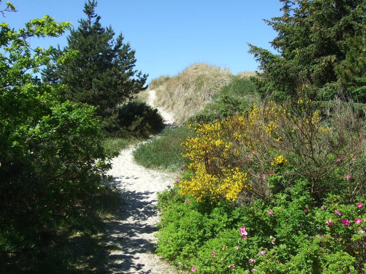 Strandzugang durch die Dünen