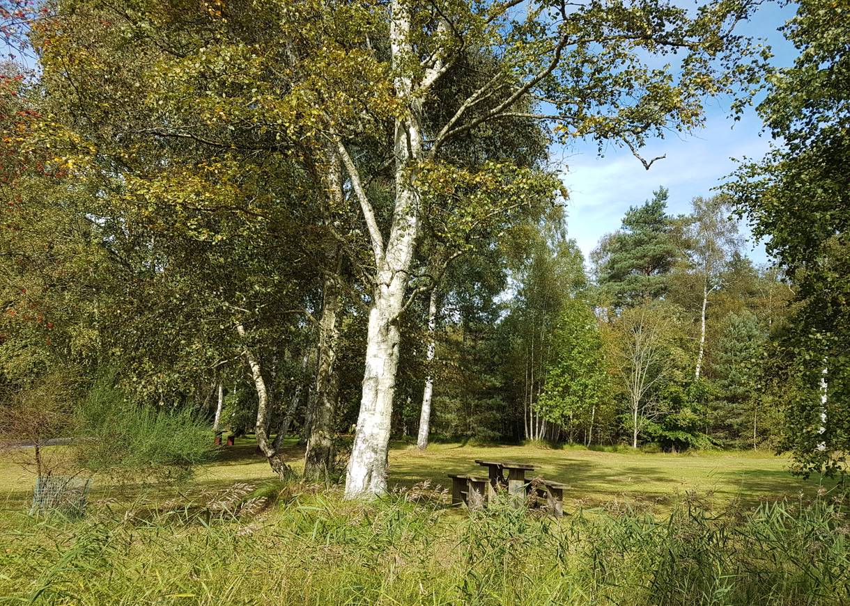 Wiese im Wald mit Picknickplatz