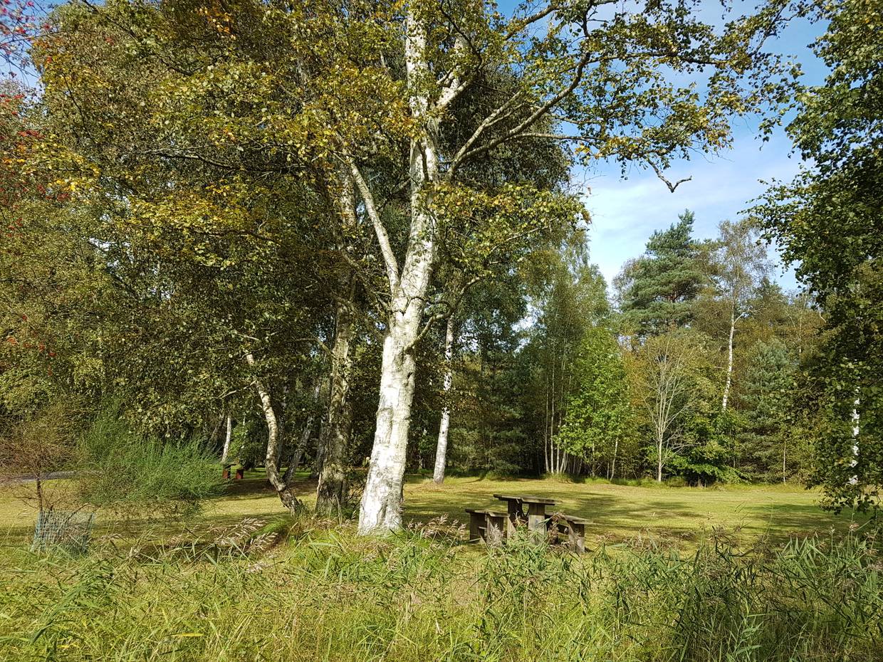 Wiese im Wald mit Picknickplatz